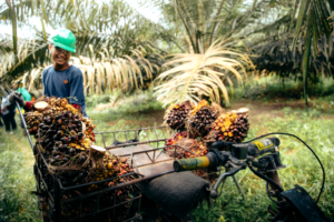 WWF_Indonesia_Sumatra_JulianHahne_127.ed_