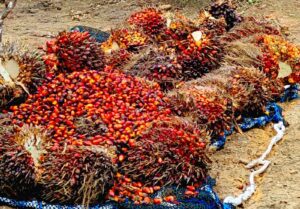 tandan_buah_segar_69966c4aaa