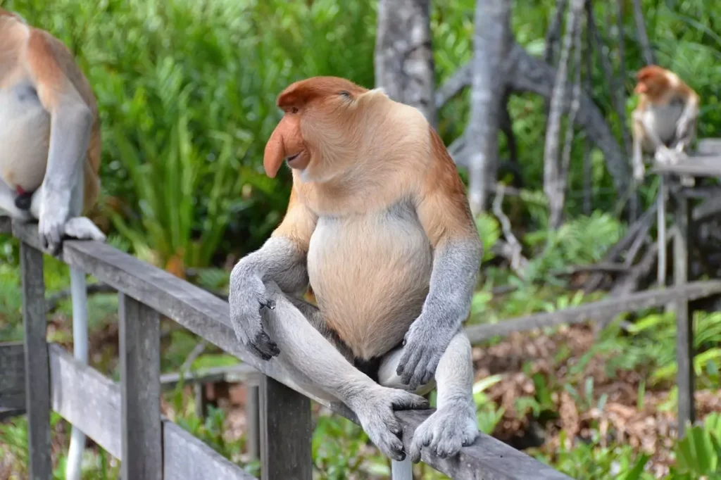 proboscis-monkey-2422094_1280