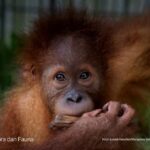 Populasi Orangutan Sumatera Turun 2.700 Individu dalam Satu Dekade, Ekosistem Leuser Jadi Benteng Terakhir