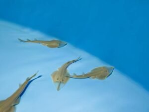 IMG-20260819-WA0062
